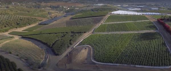 /Images/uploads/San Diego County Farm Bureau/onthefarm/entries/14383thumb.jpg